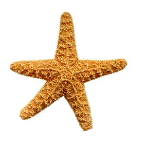 estrella de mar